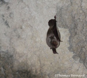 Minioptère - TB - Cantal - Janvier 2013